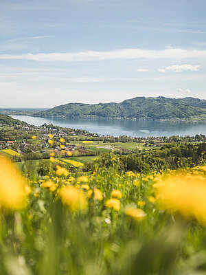Flower meadow at Kronberg with a view of Lake Attersee